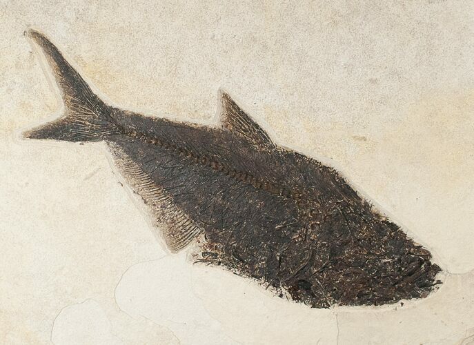 Diplomystus Fish Fossil - Wyoming #15135